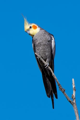 Calopsita
