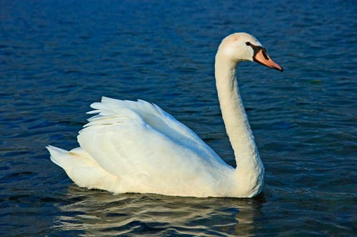 Cisne-branco