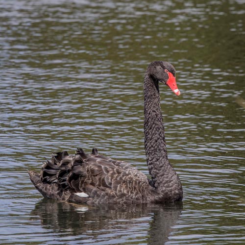 Cisne-negro