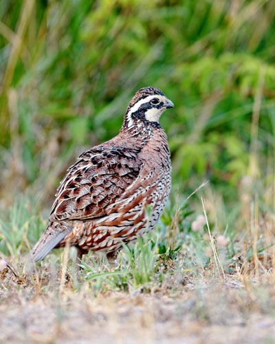 Codorna Bobwhite