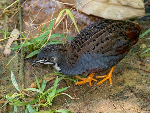Codorna chinesa