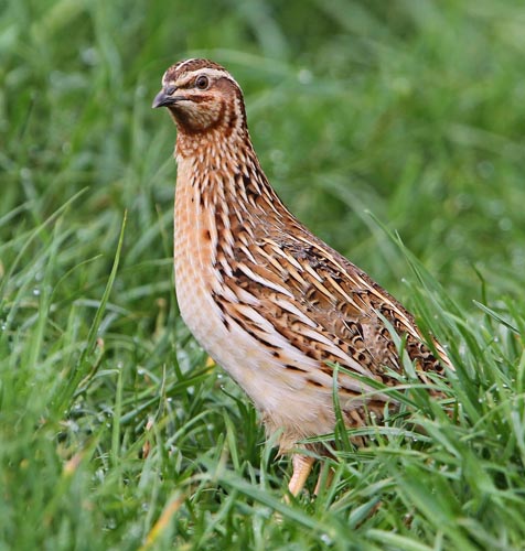 Codorna europeia