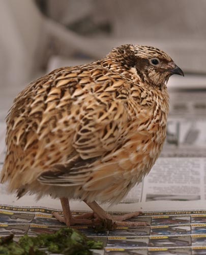 Codorna japonesa