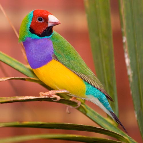 Diamante-de-Gould