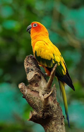 Jandaia