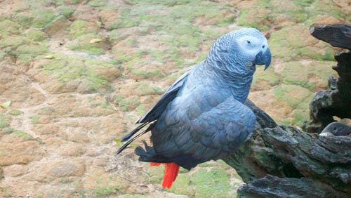 Papagaio-cinza-africano