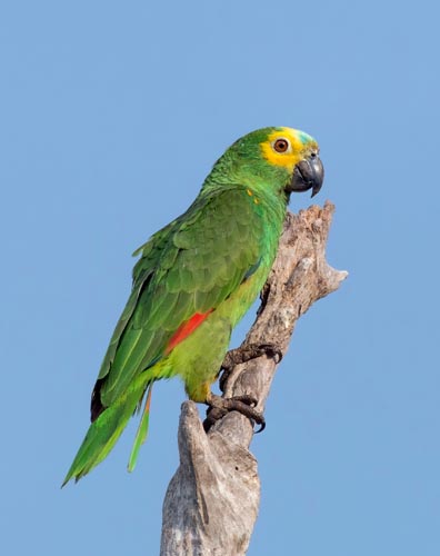 Papagaio-verdadeiro
