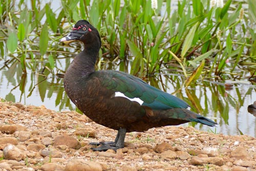 Pato-mudo / Muscovy