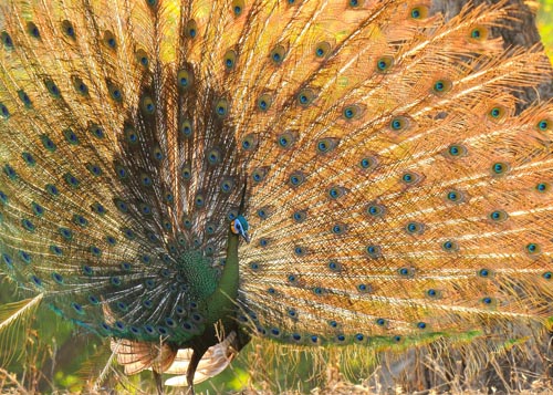 Pavão-verde