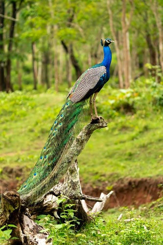 Pavão