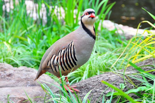 Perdiz Chukar