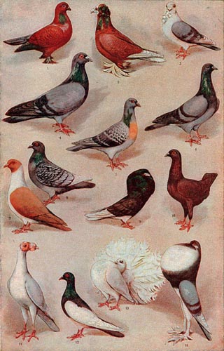 Pombo doméstico
